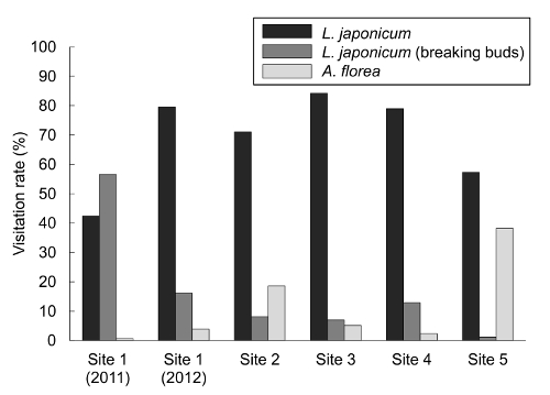 Visitation rate bar chart, L. japonicum vs. A. florea, 2011-2012, ecological study results.