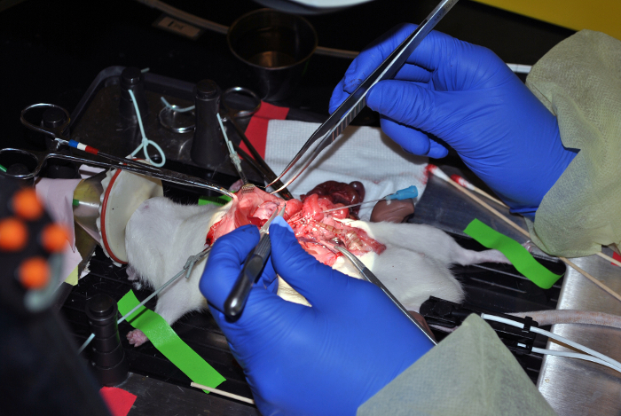 Procedimento cirúrgico em rato de laboratório; configuração de dissecção para estudo anatômico e pesquisa biomédica.