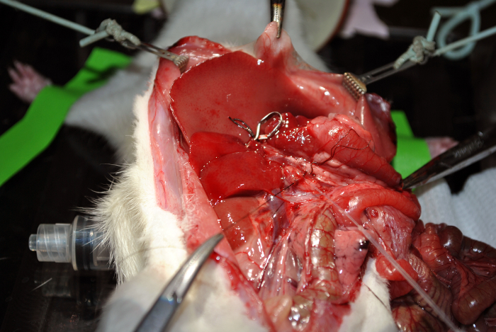 Dissecção de ratos mostrando órgãos internos; ferramentas cirúrgicas visíveis; estudo de anatomia.