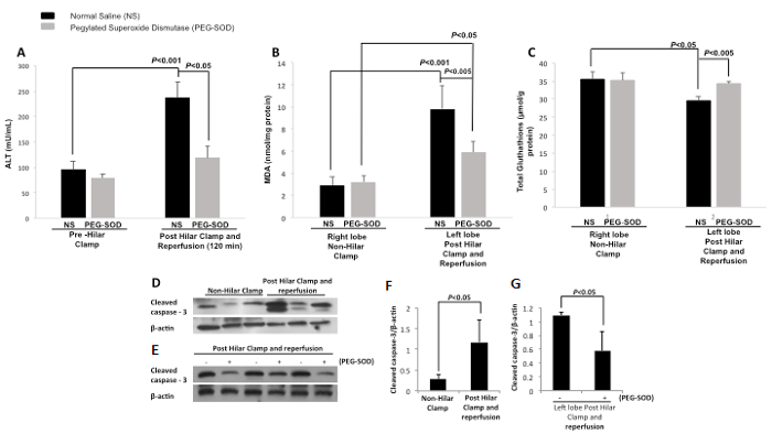 Estudo de isquemia-reperfusão hepática; gráficos de barras, immunoblotting; ALT, MDA, níveis de glutationa; PEG-SOD.