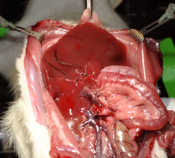 Dissecção de animais, procedimento cirúrgico, exposição de órgãos internos, estudo de anatomia, pesquisa educacional.