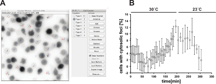 Cell counting analysis with graph showing cytosolic foci percentage at 30°C and 23°C over time.