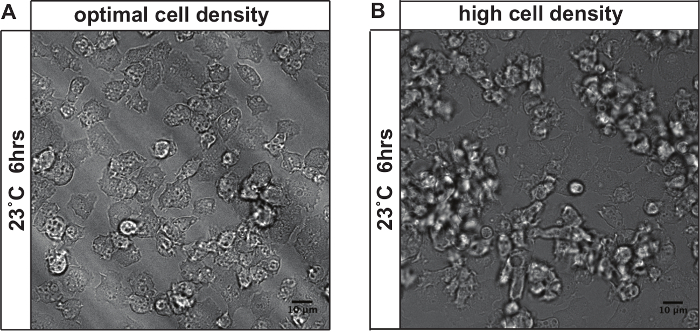 Cell culture density comparison, 23°C 6hrs; microscope image shows optimal vs. high cell density.
