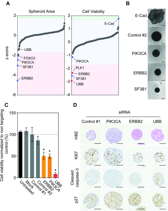 figure-results-2 Spheroid area, cell viability graphs; siRNA experiment showing E-Cad impact; cell viability data.
