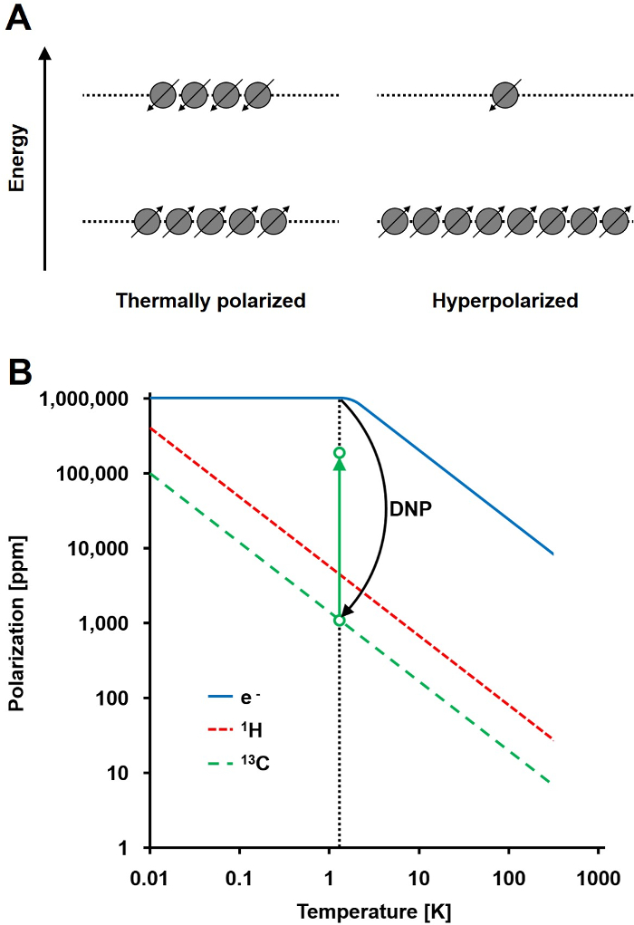 figure-introduction-1 Thermal vs. hyperpolarization diagram; DNP polarization graph; energy vs. temperature analysis.