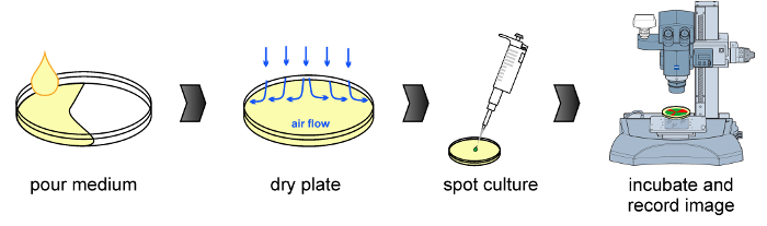 Bacterial culture process diagram: Pour medium, dry plate, spot culture, incubate, and record image.