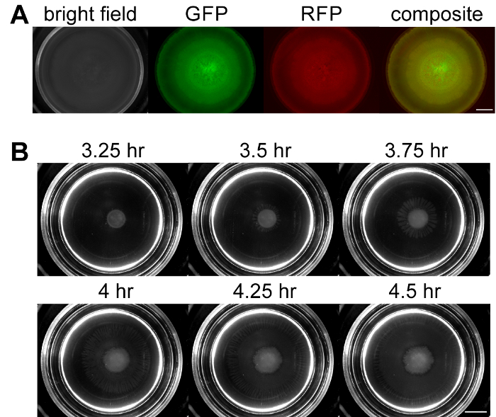 figure-results-1 Fluorescence microscopy GFP/RFP imaging over time; composite and bright field view at intervals.