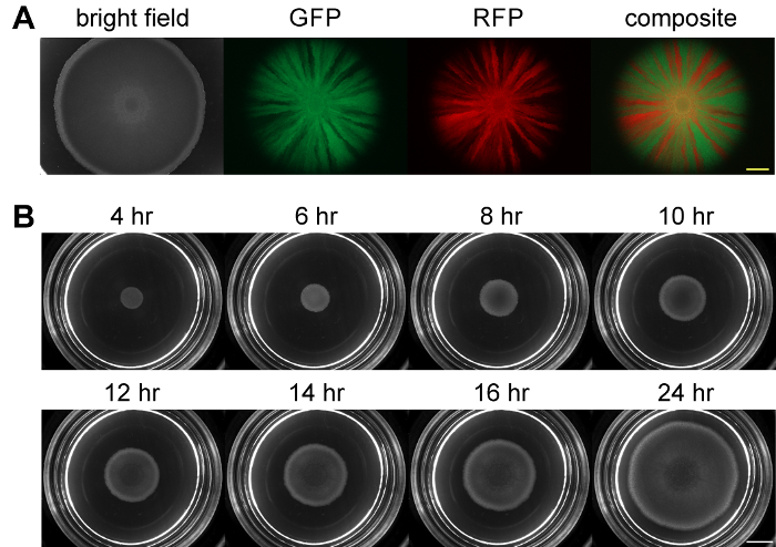 figure-results-2 Bacterial growth analysis with GFP and RFP fluorescence, composite imaging at different hours.