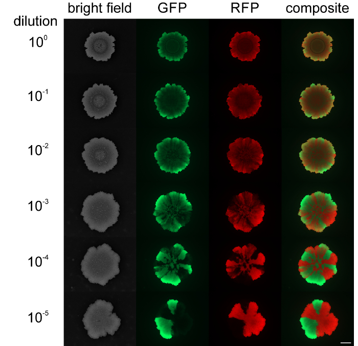 figure-results-3 Dilution series microscopy of GFP and RFP expressing cells, bright field and fluorescence images.