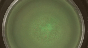 figure-results-4 Petri dish with bacterial culture fluorescence for gene editing study, microscopy image.