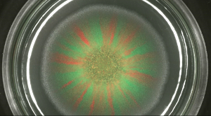 figure-results-5 Bacterial growth pattern, microscopy image; displays radial symmetry with green and red pigments.