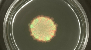 figure-results-6 Petri dish with bacterial colony, microscopy image, genetic expression study, fluorescent protein.