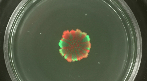 figure-results-7 Bacterial growth pattern on agar plate, fluorescence microscopy, gene expression study.