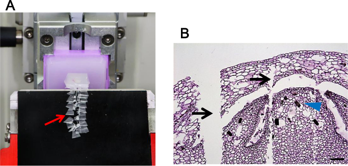 figure-results-1 Microtome cutting setup and plant tissue histology; sectioning method; microscopy result.