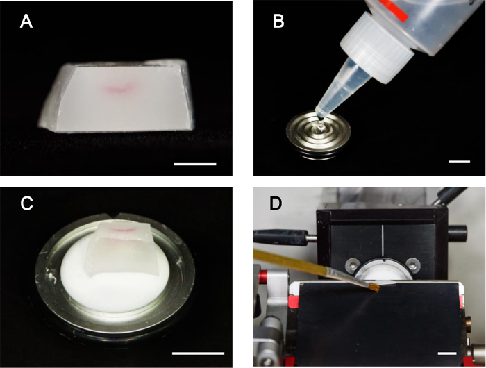 figure-results-2 Tissue embedding and sectioning setup, including resin application and microtome equipment diagram.