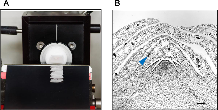 figure-results-3 Microtome slicing setup for histological analysis; microscopic tissue sectioning; specimen preparation.