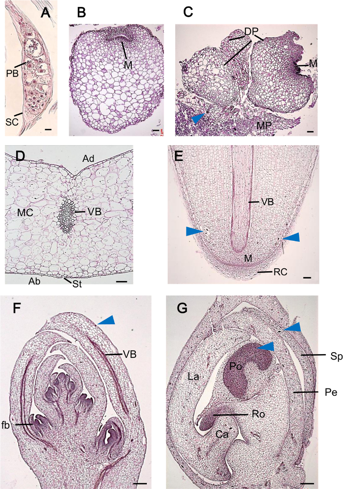 figure-results-4 Cross-section diagrams of plant tissues showing vascular bundles, mesophyll, and root tip structures.