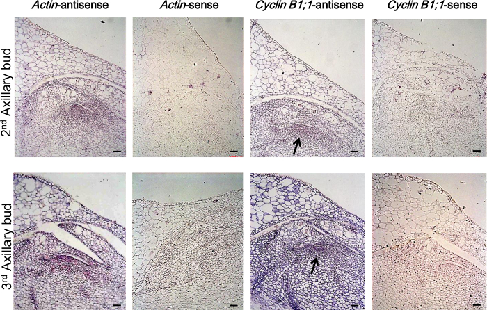 figure-results-7 Histology analysis of axillary buds; Actin/Cyclin B1;1 expression; microscopy image; genetic study.