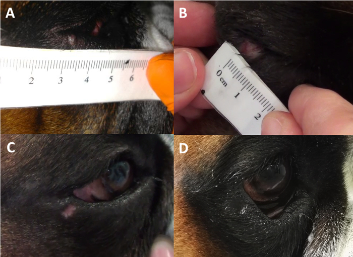Dog eyelid measurement, diagram with ruler for canine eye health study, close-up examination.