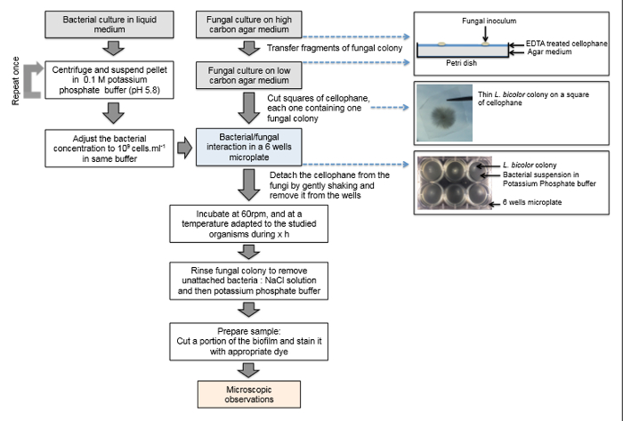 figure-results-1 Bacterial-fungal interaction workflow; experiment diagram; cellophane assay; microscopy result.