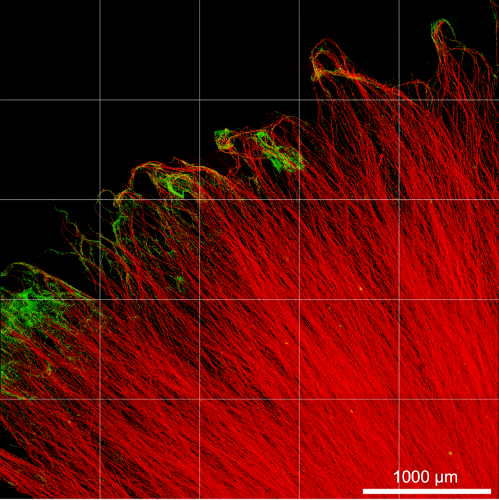 figure-results-2 Confocal microscopy image, cytoskeleton fibers, grid overlay, fluorescent staining, cellular structure.