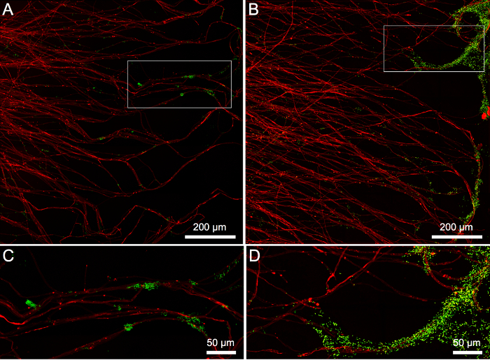 figure-results-3 Confocal microscopy of neural networks; fluorescent dyes, neuron structure, 200 μm scale, diagram.