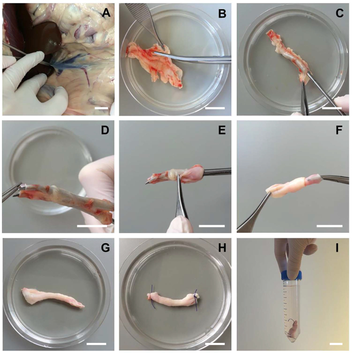 figure-results-1 Dissecting tissue protocol, petri dish, surgical tools; sequence A-I, lab experiment.