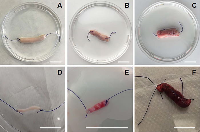 figure-results-2 Tissue engineering setup in petri dishes for organ regeneration experiment, showing different stages.