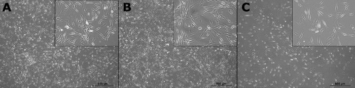 figure-results-3 Microscopy images of cell cultures A, B, C; cellular morphology comparison; scale: 500 μm.