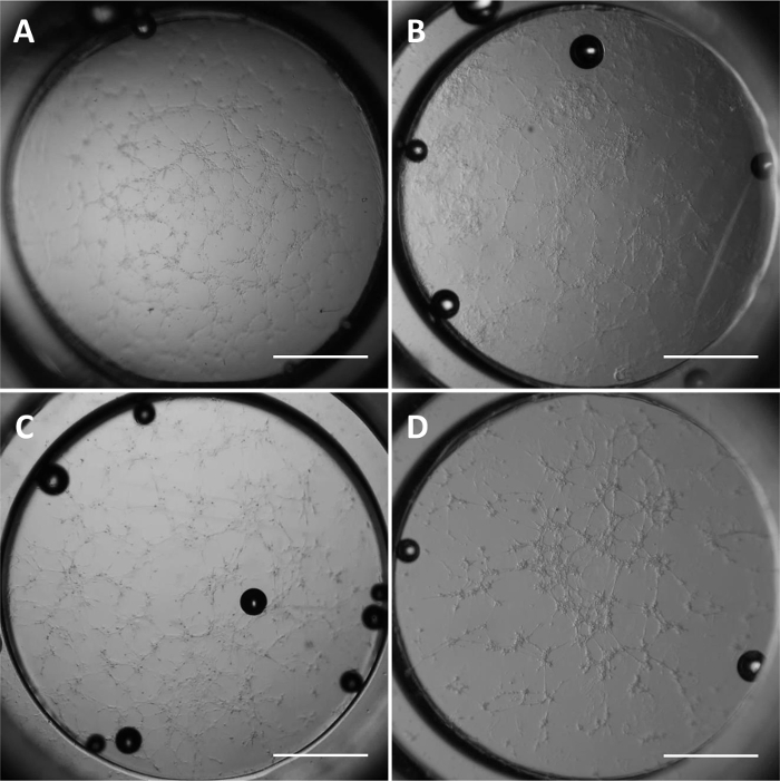 figure-results-5 Crystal nucleation microscopic image series, showing distinct growth patterns.