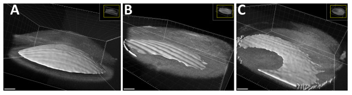 3D surface topography analysis, diagram; wave pattern variations; optical study results.