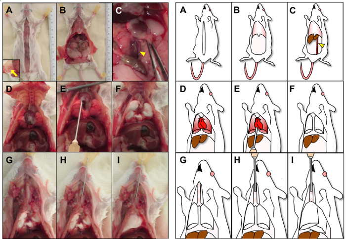 Mouse dissection process with labeled anatomy diagrams and images for educational purposes.