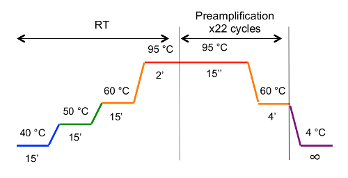 PCR thermal cycling diagram; preamplification steps; RT, temperature variations, cycle durations.