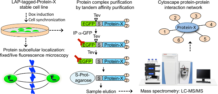 figure-results-2 Proteinreinigung mittels tandemaffinitärer Methode; Diagramm der GFP-Markierung, Fluoreszenzmikroskopie, Massenspektrometrie.
