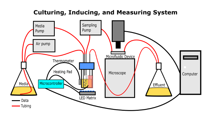 Culturing, inducing, measuring system diagram: microfluidic device, microscope, media pump, computer.