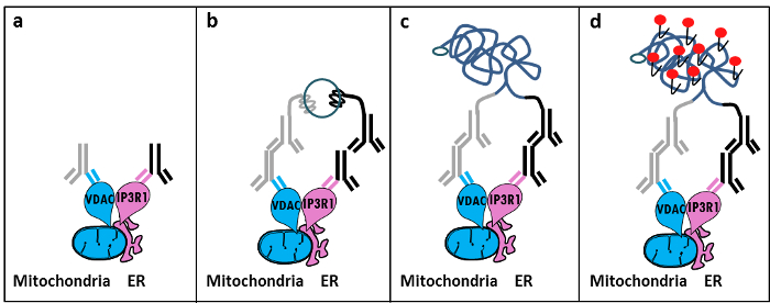 figure-introduction-1 Mitochondria-ER interaction diagram; protein binding, folding, signaling step illustrations.