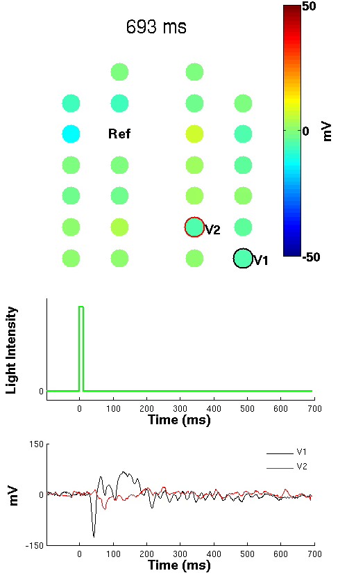 figure-results-4 Electrophysiology heat map, light intensity, and membrane potential graphs; neural activity analysis.