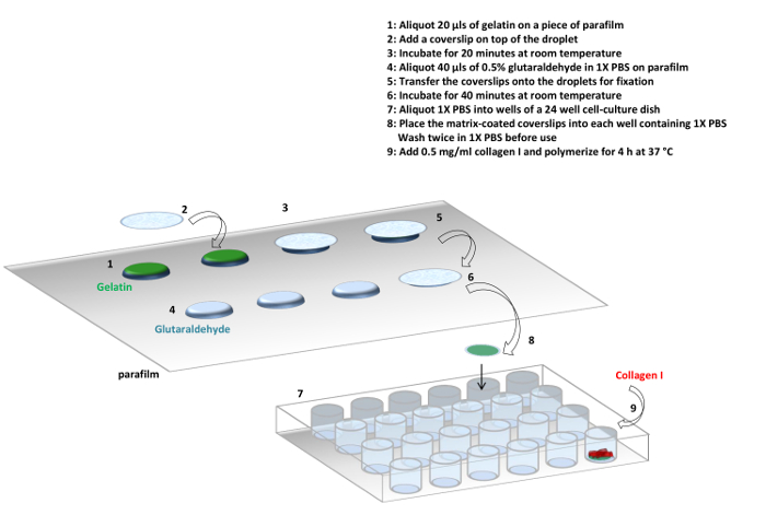 Gelatin matrix preparation diagram with coverslips, glutaraldehyde fixation, 24-well dish setup.