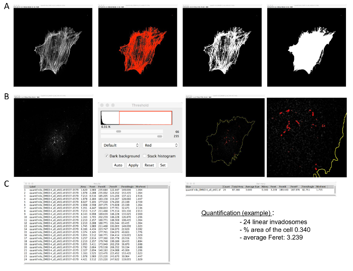 Cell segmentation and quantification; microscopy images, thresholding, and data analysis results.