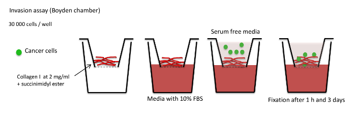 Invasion assay diagram, Boyden chamber setup, cancer cell migration, fixation stages.