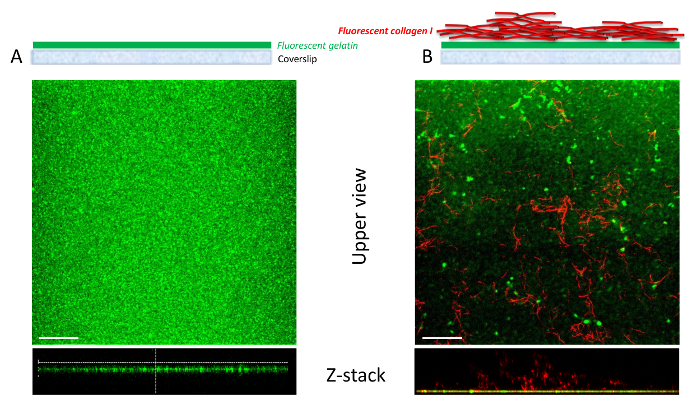 Fluorescent microscopy of gelatin and collagen setup; Z-stack shows collagen distribution and depth.