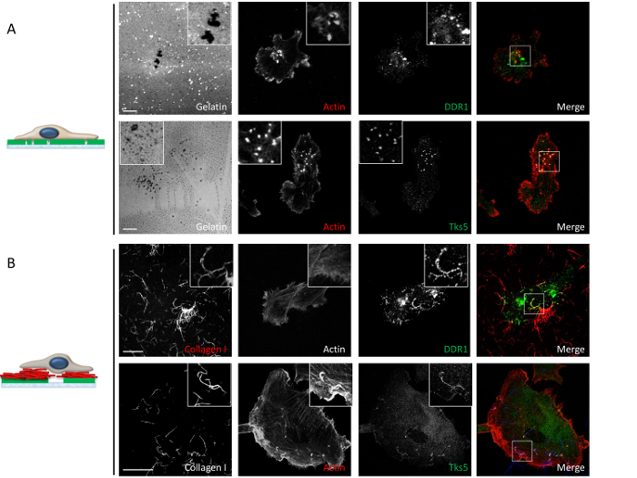 Confocal microscopy analysis of cell adhesion on gelatin and collagen I substrates; actin and DDR1.