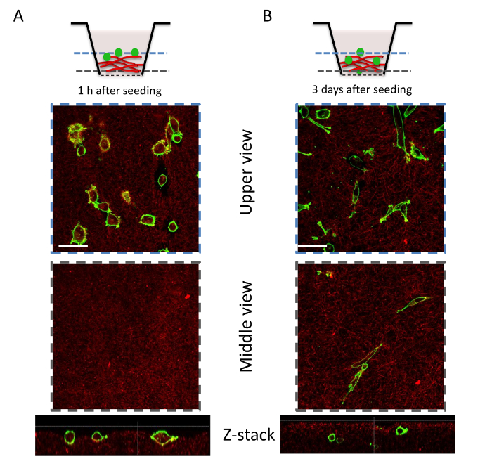 Confocal microscopy images showing cell growth over 3 days, with upper, middle views, and Z-stack.