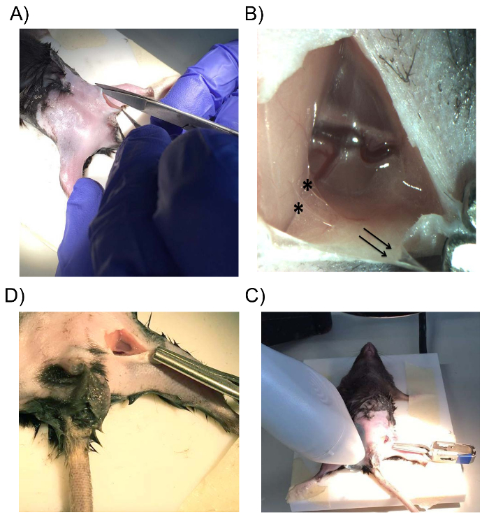 Rodent dissection steps for auditory research, showing surgical tools and inner ear anatomy.