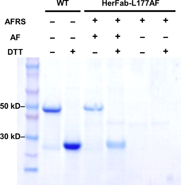 SDS-PAGE gel electrophoresis results; protein separation; molecular weights 50 kD & 30 kD.