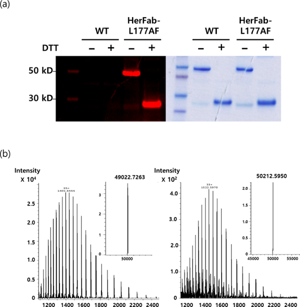 Protein analysis with SDS-PAGE results, fluorescence and Coomassie stain, and mass spectrometry graph.