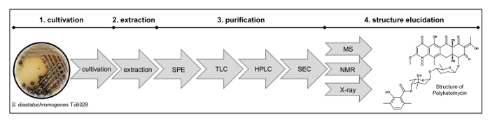 Cultivation to structure elucidation process diagram; HPLC, MS, NMR, TLC steps for polyketomycin.