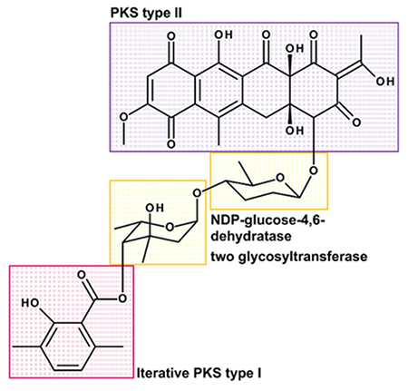 Polyketide biosynthesis diagram, PKS types I and II, with glycosyltransferase enzyme pathways.