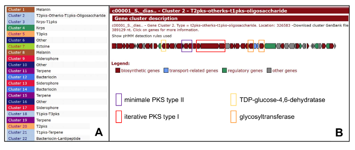 Gene cluster diagram, biosynthetic pathways, PKS types, regulatory genes, data classification.