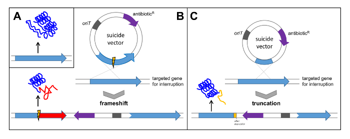 Gene interruption using a suicide vector; frameshift and truncation method; diagram for genetic analysis.